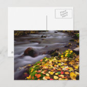 Herfstkleuren langs McGee Creek Briefkaart (Voorkant / Achterkant)