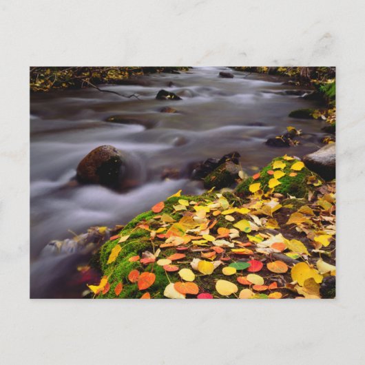 Herfstkleuren langs McGee Creek Briefkaart (Voorkant)