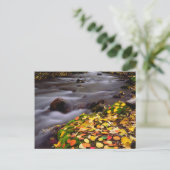 Herfstkleuren langs McGee Creek Briefkaart (Staand voorkant)