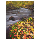 Herfstkleuren langs McGee Creek Klembord (Achterkant)