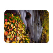 Herfstkleuren langs McGee Creek Magneet (Horizontaal)
