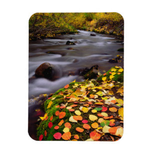 Herfstkleuren langs McGee Creek Magneet
