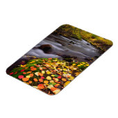 Herfstkleuren langs McGee Creek Magneet (Linkerzijde)