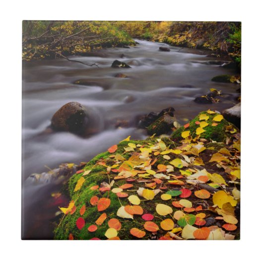 Herfstkleuren langs McGee Creek Tegeltje (Voorkant)