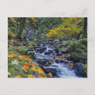 Herfstkleuren langs Starvation Creek Falls Briefkaart