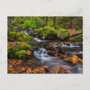 Herfstkleuren langs Starvation Creek Falls Briefkaart