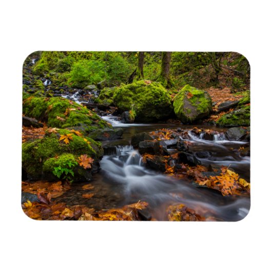 Herfstkleuren langs Starvation Creek Falls Magneet (Horizontaal)