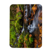 Herfstkleuren langs Starvation Creek Falls Magneet (Verticaal)