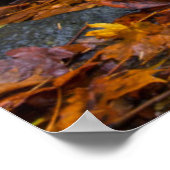 Herfstkleuren langs Starvation Creek Falls Poster (Hoek)
