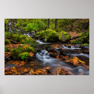 Herfstkleuren langs Starvation Creek Falls Poster