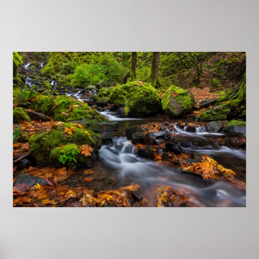 Herfstkleuren langs Starvation Creek Falls Poster (Voorkant)