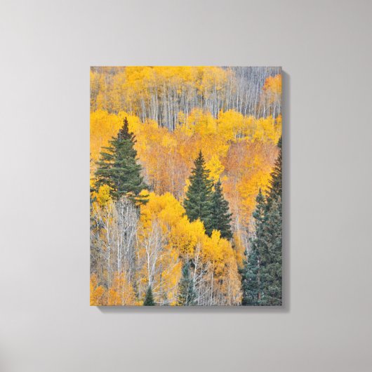 Herfstkleuren op Espenbosjes Canvas Afdruk (Voorkant)