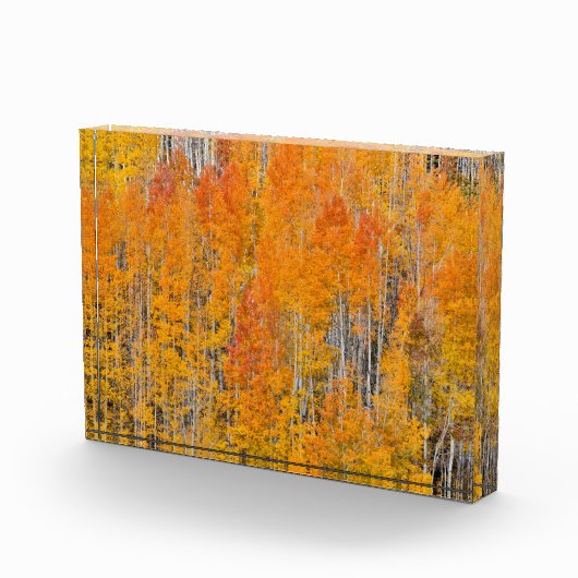 Herfstkleuren op Espenbosjes Fotoblokken (Rechts)