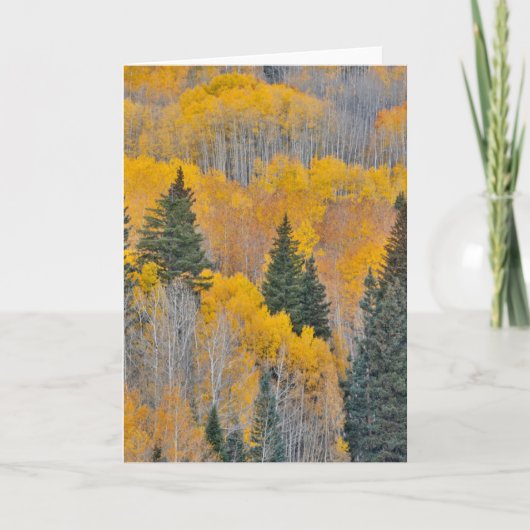 Herfstkleuren op Espenbosjes Kaart (Voorkant)