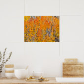 Herfstkleuren op Espenbosjes Poster (Keuken)