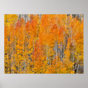 Herfstkleuren op Espenbosjes Poster
