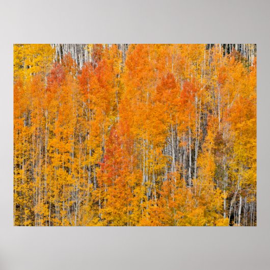 Herfstkleuren op Espenbosjes Poster (Voorkant)