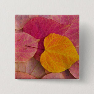Herfstkleuren op Forest Pansy Redbud afgevallen Vierkante Button 5,1 Cm