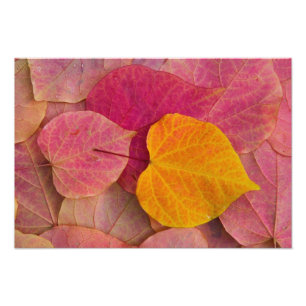 Herfstkleuren op Forest Pansy Redbud gevallen Foto Afdruk