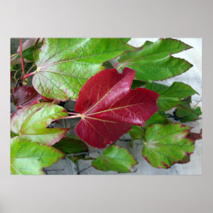 herfstkleuren poster