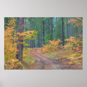 Herfstkleuren van bossen in The Cascade 2 Poster
