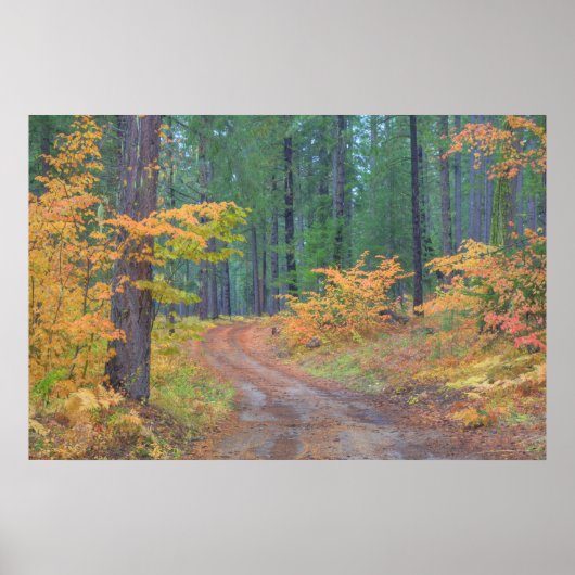 Herfstkleuren van bossen in The Cascade 2 Poster (Voorkant)