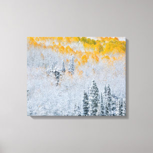 Herfstkleuren van Espen Rocky Mountains, Colorad Canvas Afdruk