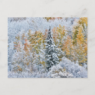 Herfstkleuren van Espen & Sneeuw Keebler Pass Briefkaart
