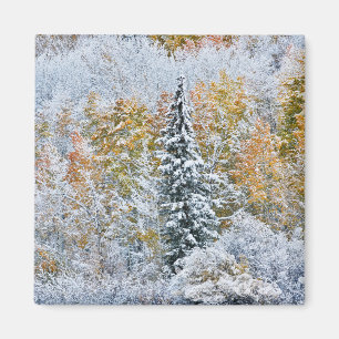 Herfstkleuren van Espen & Sneeuw Keebler Pass Magneet