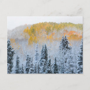 Herfstkleuren van Espen & Verse Sneeuw Keebler Pas Briefkaart