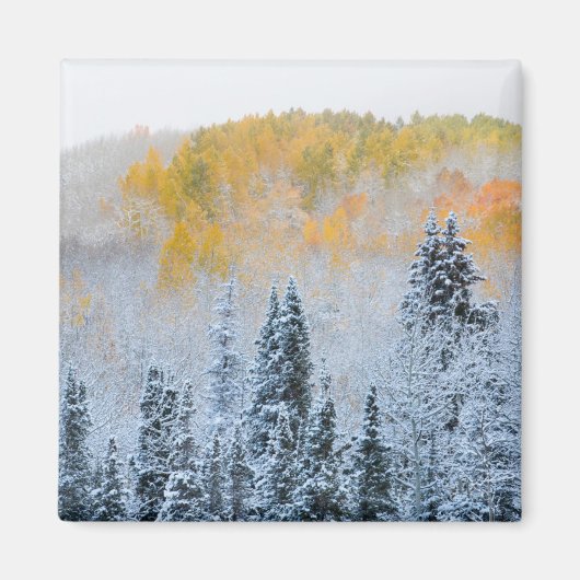 Herfstkleuren van Espen & Verse Sneeuw Keebler Pas Magneet (Voorkant)