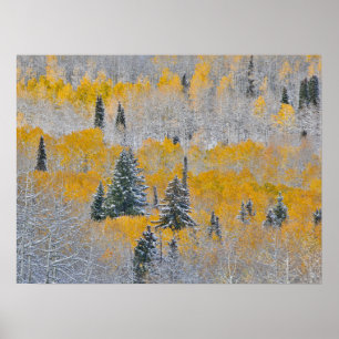 Herfstkleuren van Espen & Verse Sneeuw Keebler Pas Poster