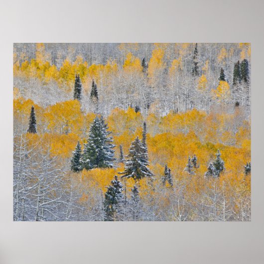 Herfstkleuren van Espen & Verse Sneeuw Keebler Pas Poster (Voorkant)