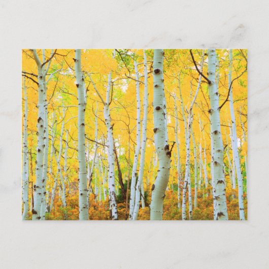 Herfstkleuren van Espenbomen 1 Briefkaart (Voorkant)