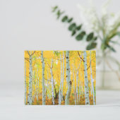 Herfstkleuren van Espenbomen 1 Briefkaart (Staand voorkant)