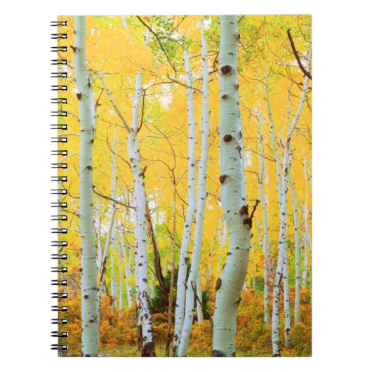 Herfstkleuren van Espenbomen 1 Notitieboek (Voorkant)