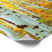 Herfstkleuren van Espenbomen 1 Poster (Hoek)