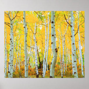 Herfstkleuren van Espenbomen 1 Poster