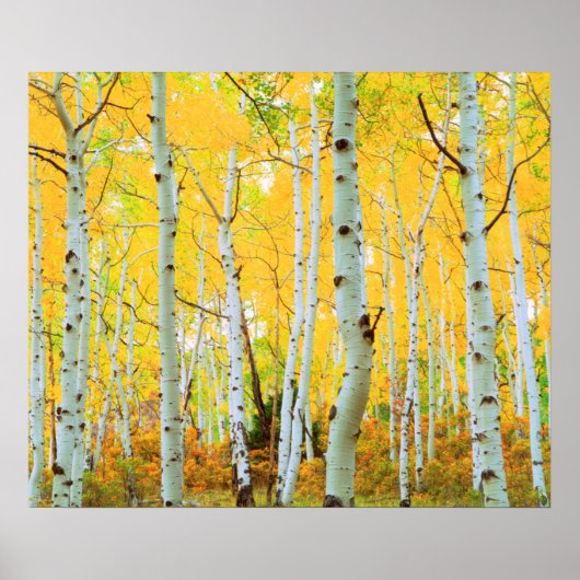 Herfstkleuren van Espenbomen 1 Poster (Voorkant)