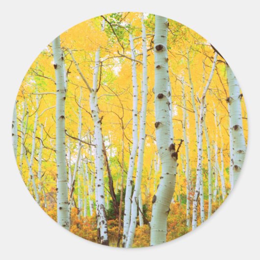Herfstkleuren van Espenbomen 1 Ronde Sticker (Voorkant)