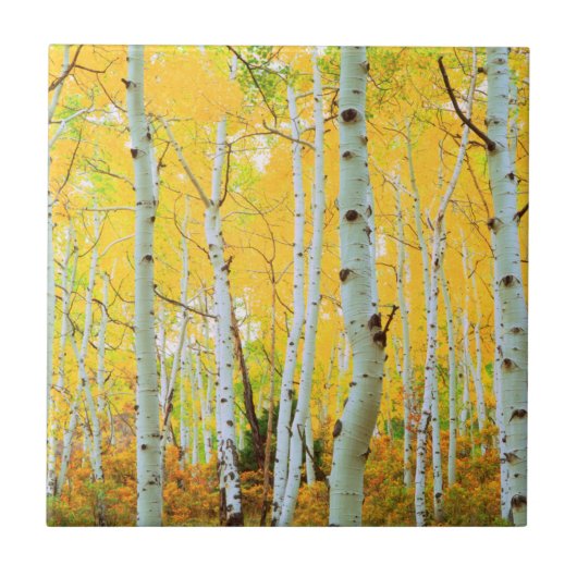 Herfstkleuren van Espenbomen 1 Tegeltje (Voorkant)
