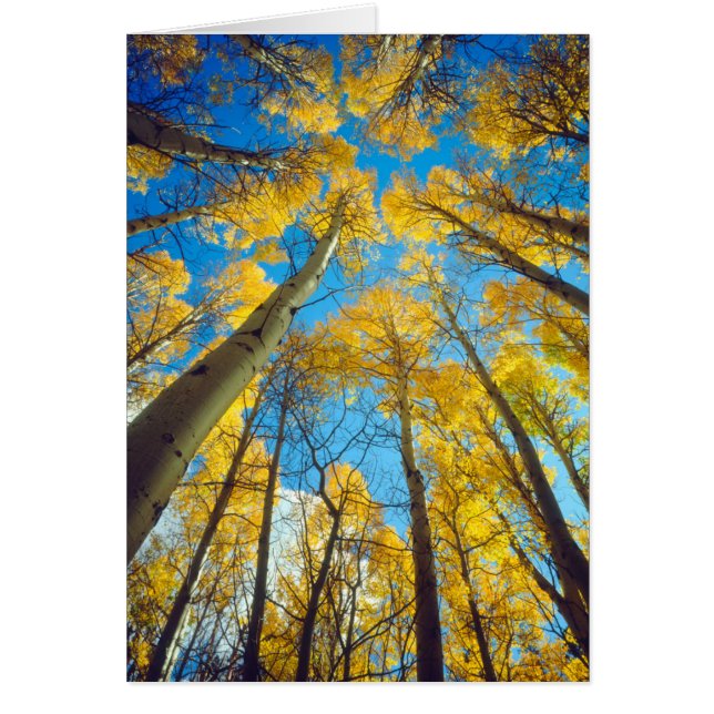 Herfstkleuren van Espenbomen 2 (Voorkant)