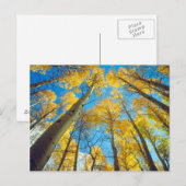 Herfstkleuren van Espenbomen 2 Briefkaart (Voorkant / Achterkant)