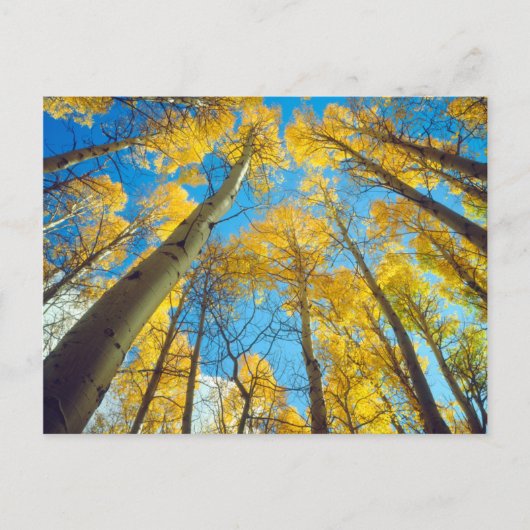 Herfstkleuren van Espenbomen 2 Briefkaart (Voorkant)