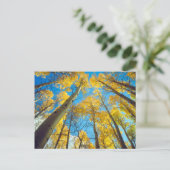 Herfstkleuren van Espenbomen 2 Briefkaart (Staand voorkant)