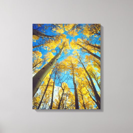 Herfstkleuren van Espenbomen 2 Canvas Afdruk (Voorkant)