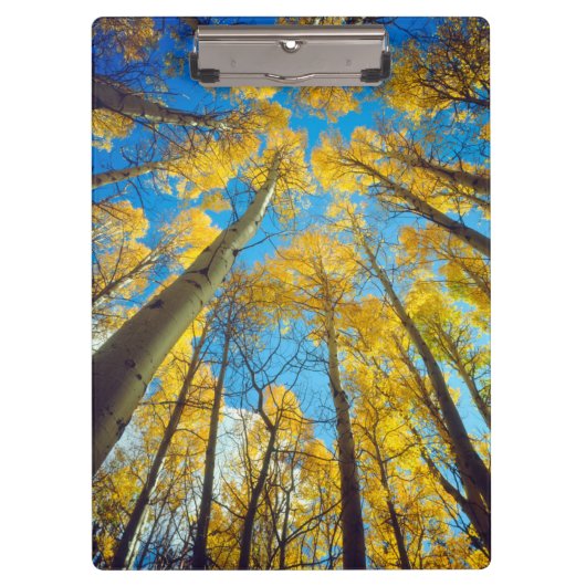 Herfstkleuren van Espenbomen 2 Klembord (Voorkant)