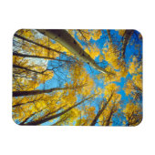 Herfstkleuren van Espenbomen 2 Magneet (Horizontaal)
