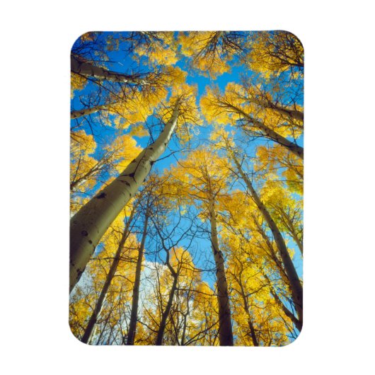 Herfstkleuren van Espenbomen 2 Magneet (Verticaal)