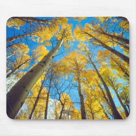 Herfstkleuren van Espenbomen 2 Muismat (Voorkant)